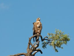 Bologonja_Seronera2009-60